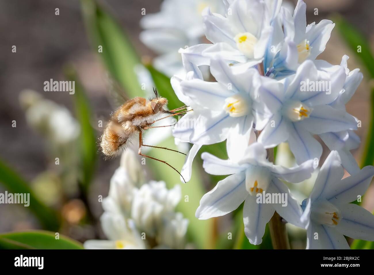 Bombylius major bee-fly feeding on a small striped squill flower Stock Photo