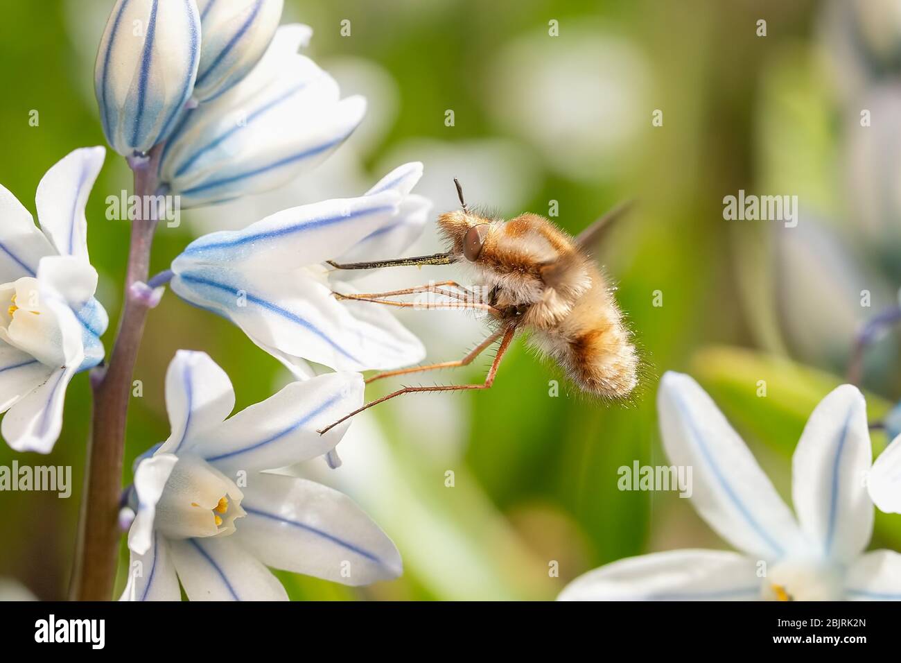 Bombylius major bee-fly feeding on a small striped squill flower Stock Photo