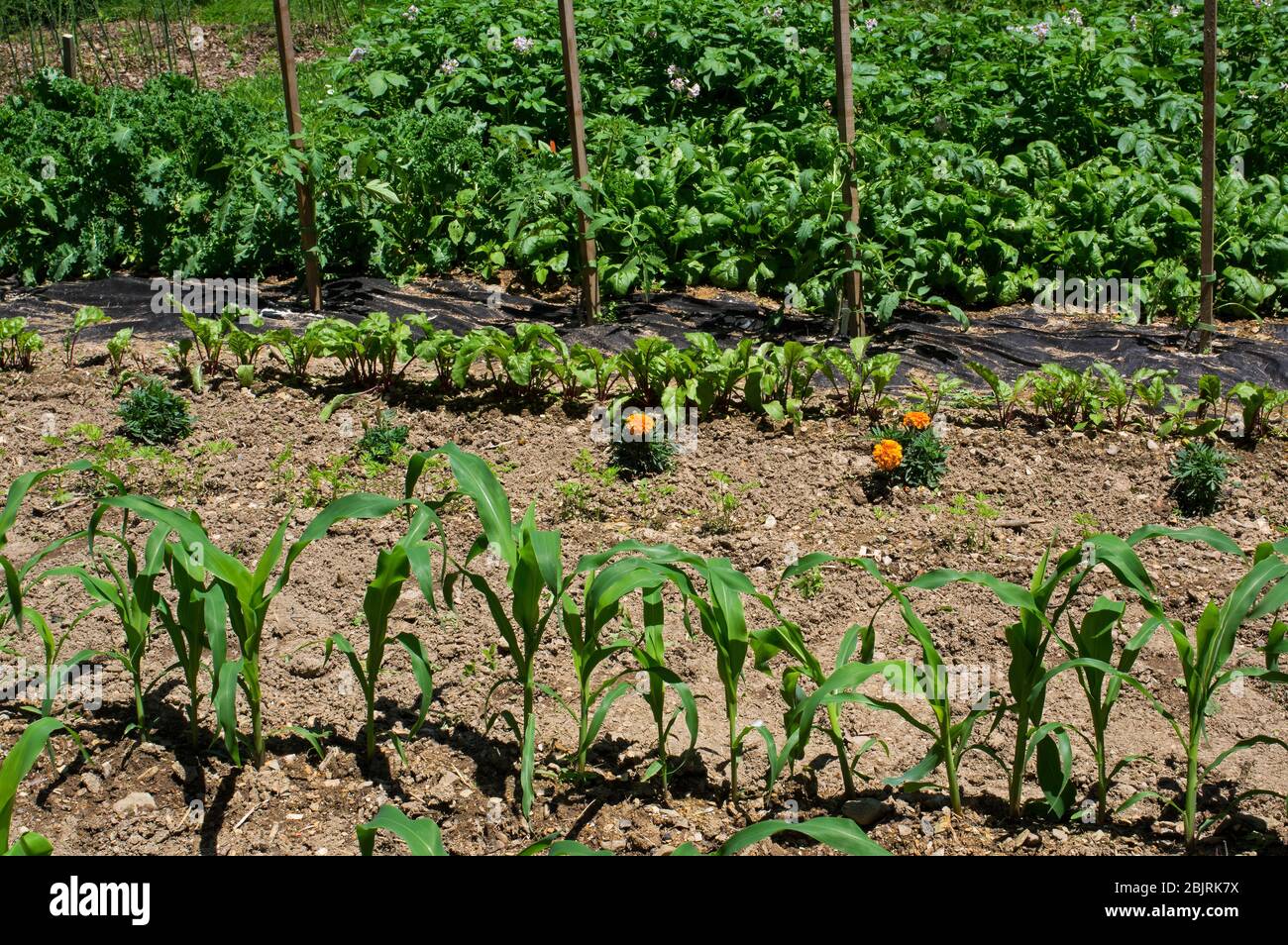 Home vegetable garden on a sunny day. Crops include corn, carrot