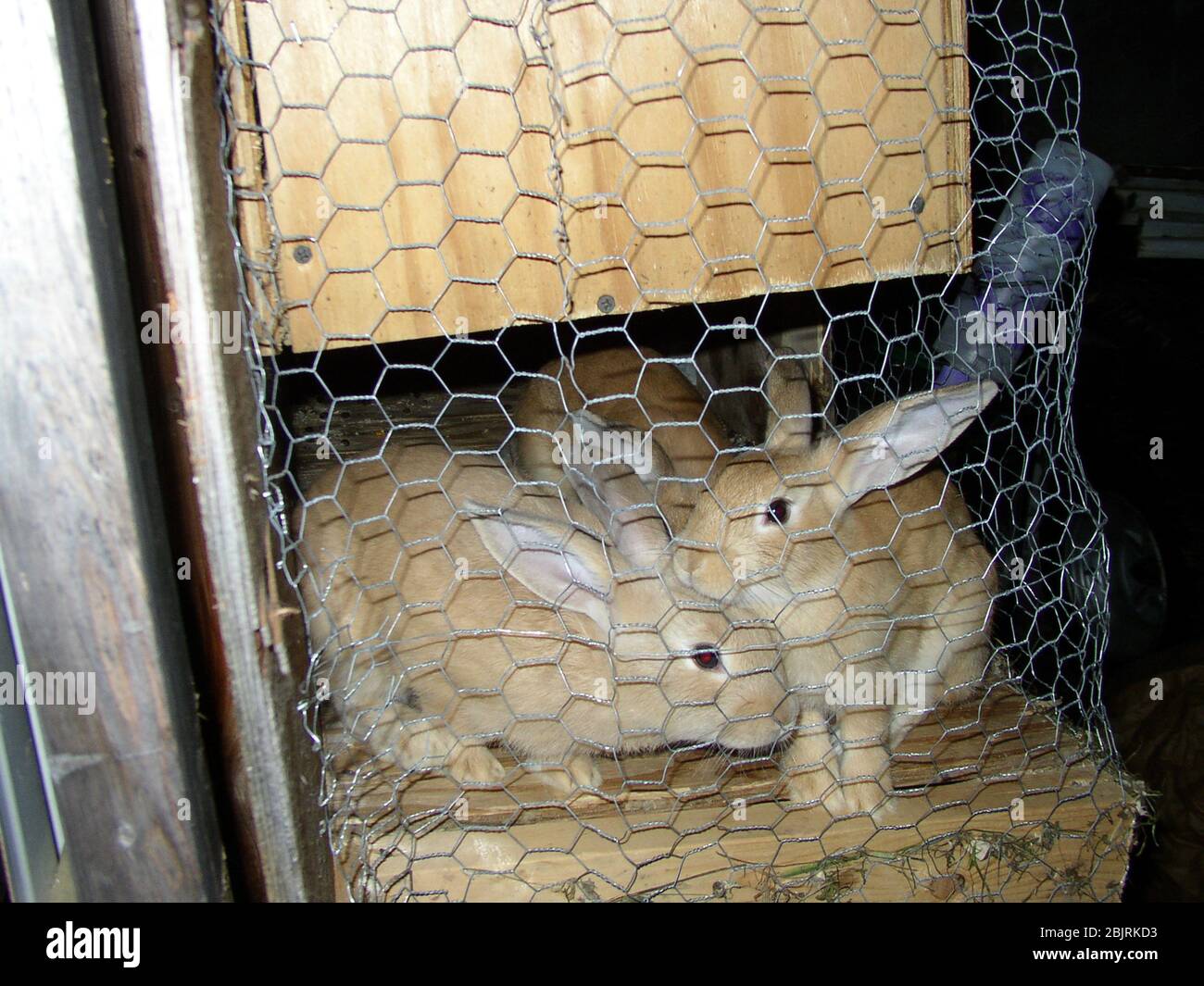 Rabbits in Cage Stock Photo Alamy