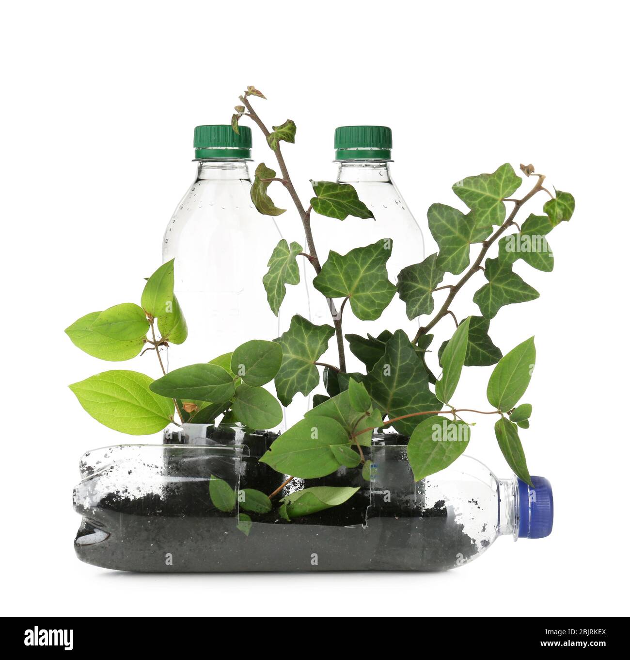 Plastic bottles used as containers for growing plants on white background Stock Photo