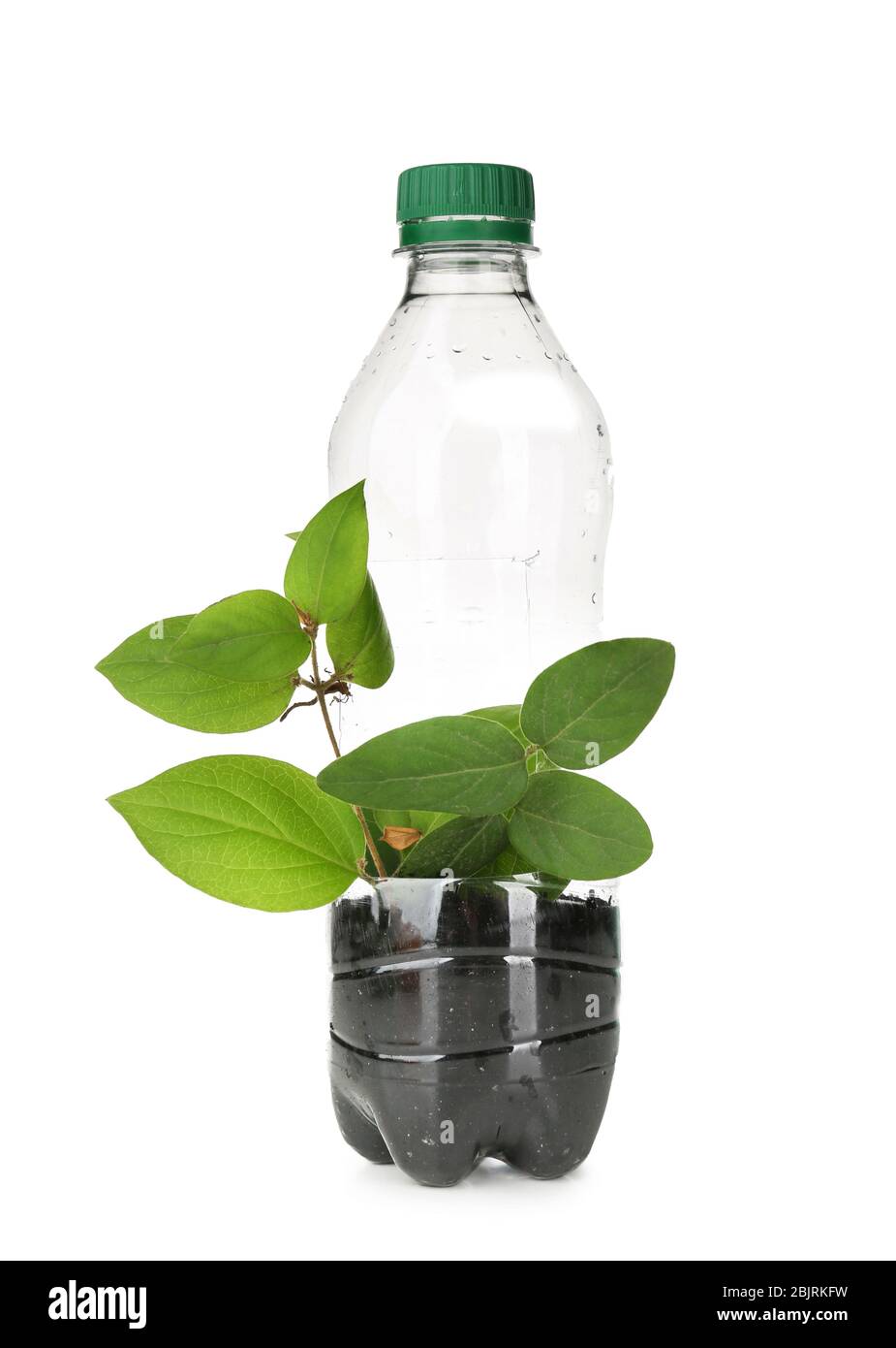 Money Plant In Water Bottle