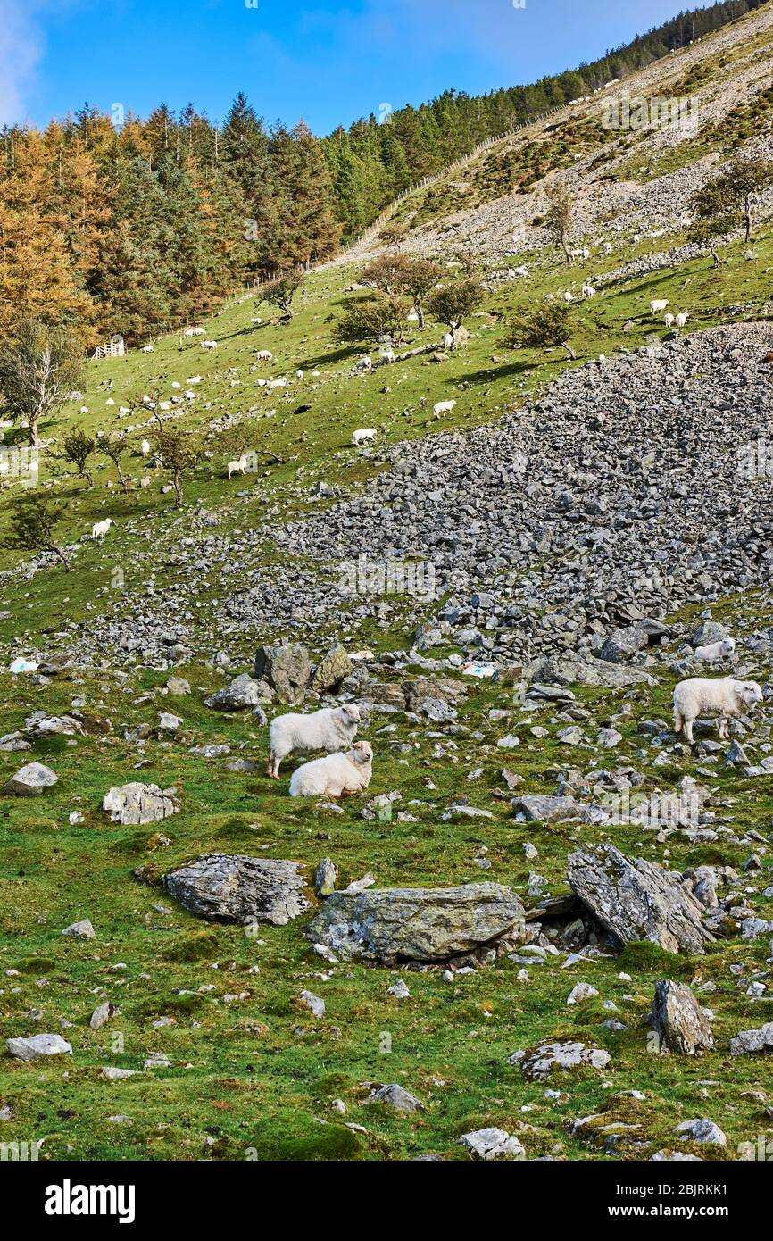 Sheep on the steep slopes on the Aber Valley, North Wales, United Kingdom Stock Photo