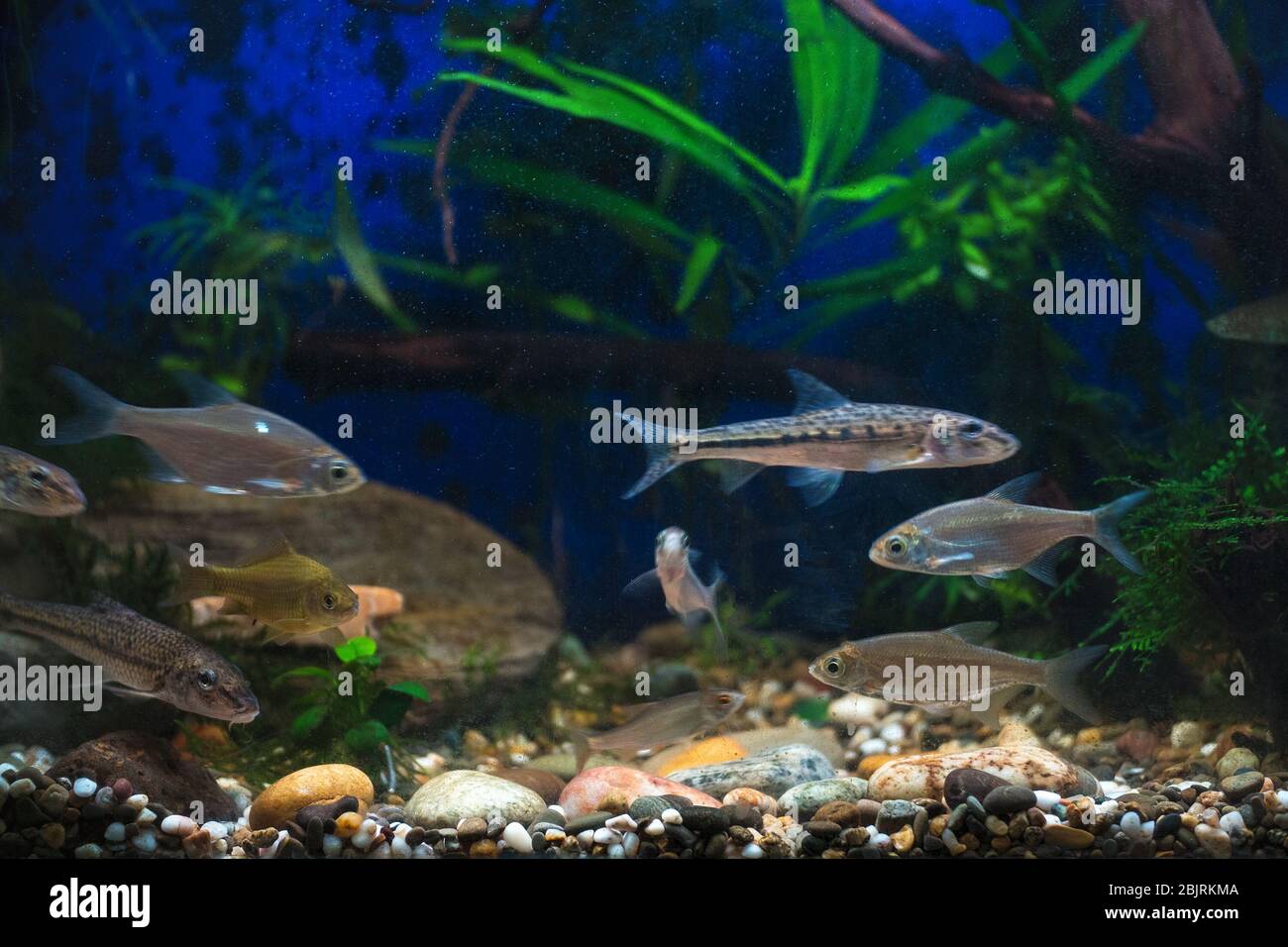 Young bream, carp and minnows swim in the aquarium. Freshwater river fish in an aquarium. Selective focus Stock Photo