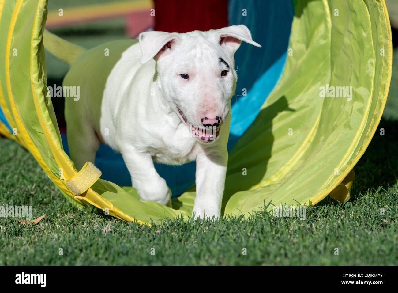 Miniature bull terrier puppy playing on the grass with a small agility tube  Stock Photo - Alamy