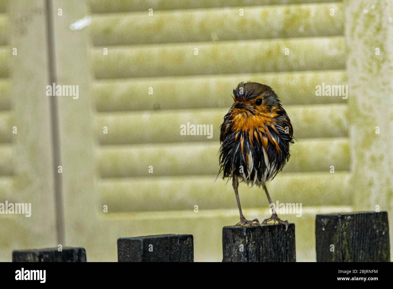 Ware, United Kingdom. 30 April, 2020 Pictured: A robin is caught in a sudden downpour in Ware Hertfordshire. Credit: Rich Dyson/Alamy Live News Stock Photo
