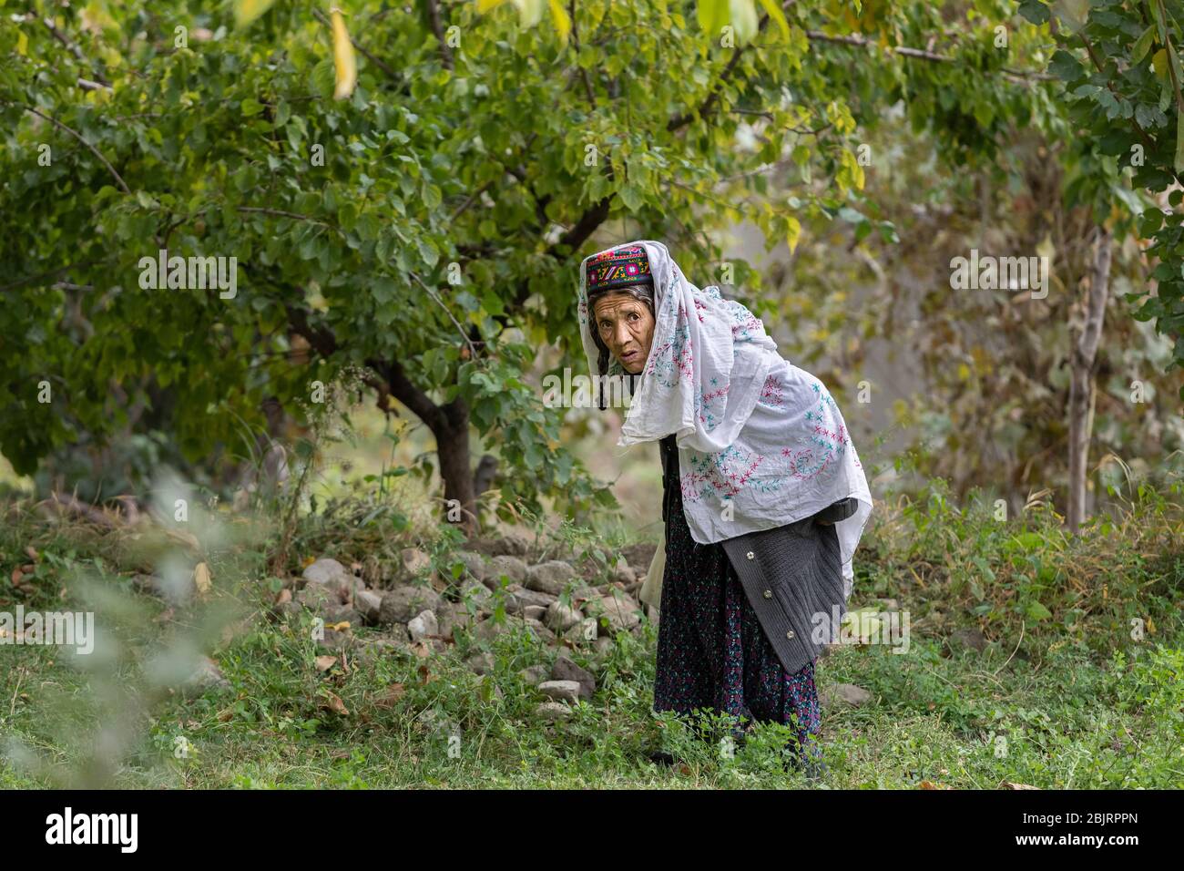 Hunza Valley, Pakistan : Pakistani old woman in traditional clothes gathering harvest in garden . hunza valley, gilgit baltistan, pakist Stock Photo