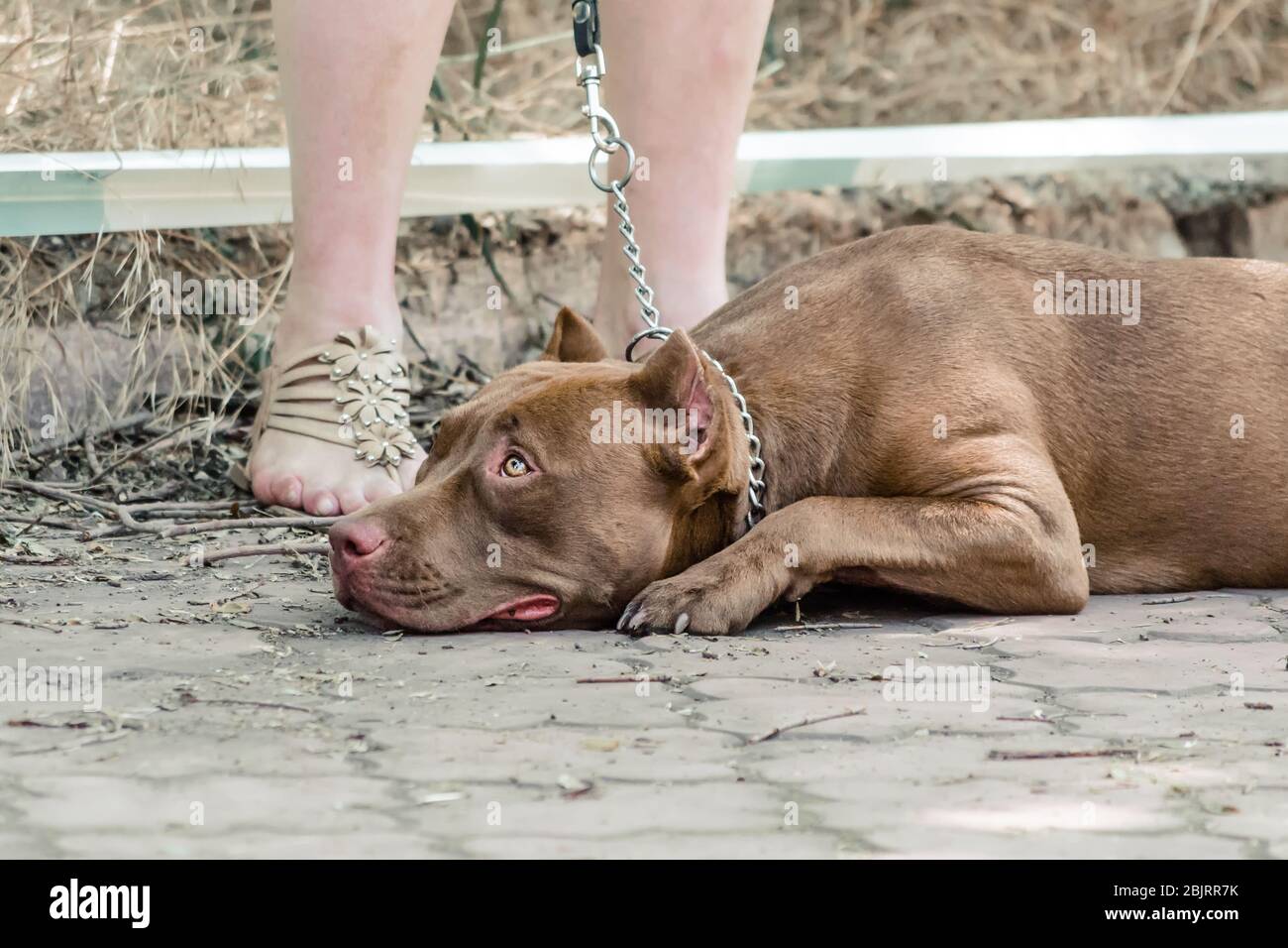 red pit bull lies and waits on sidewalk at the feet of his mistress Stock Photo