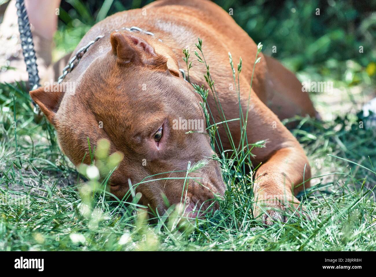 red pit bull with a chain lies and sniffing in green grass Stock Photo
