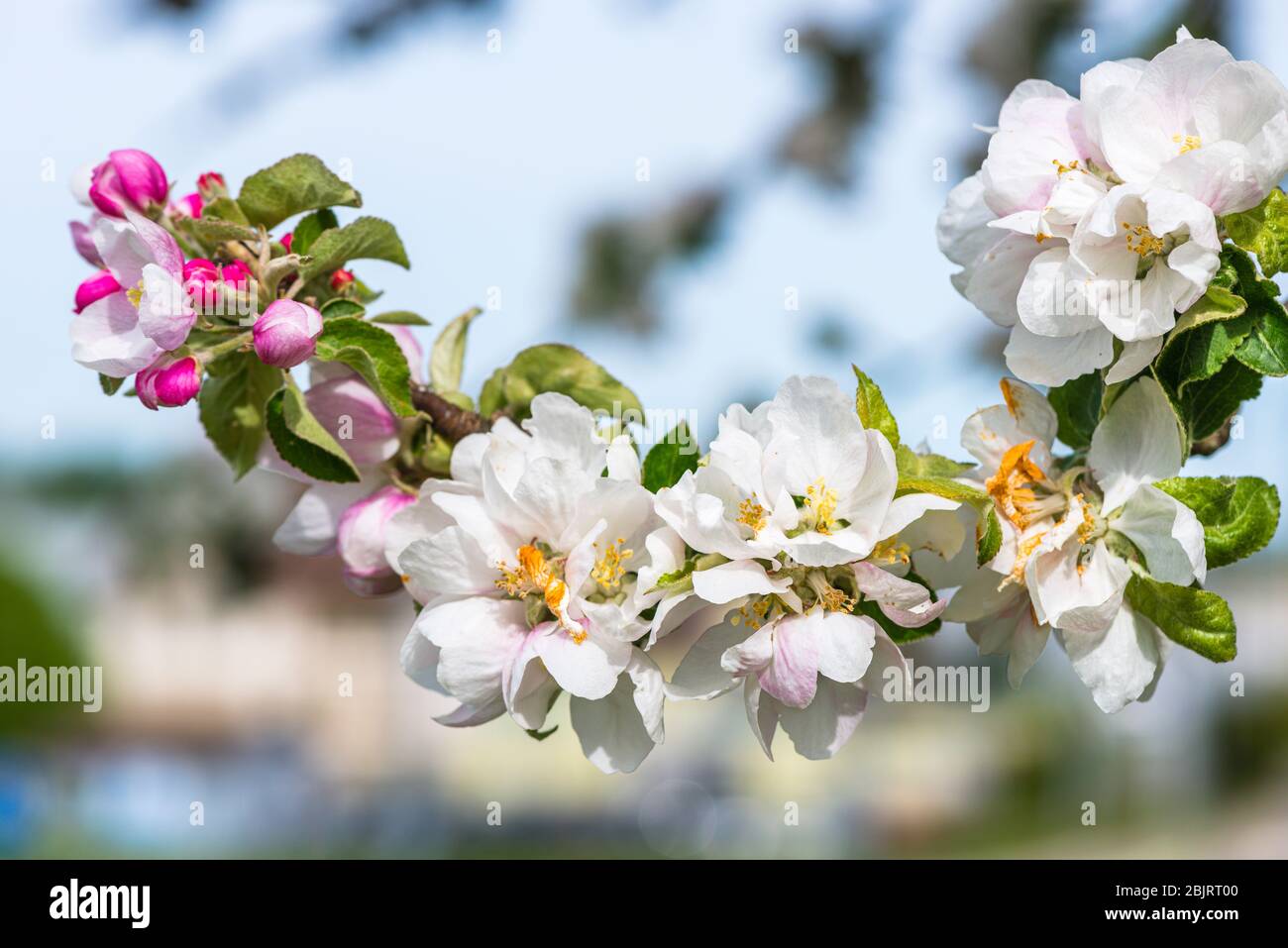Apple tree in bloom Stock Photo Alamy