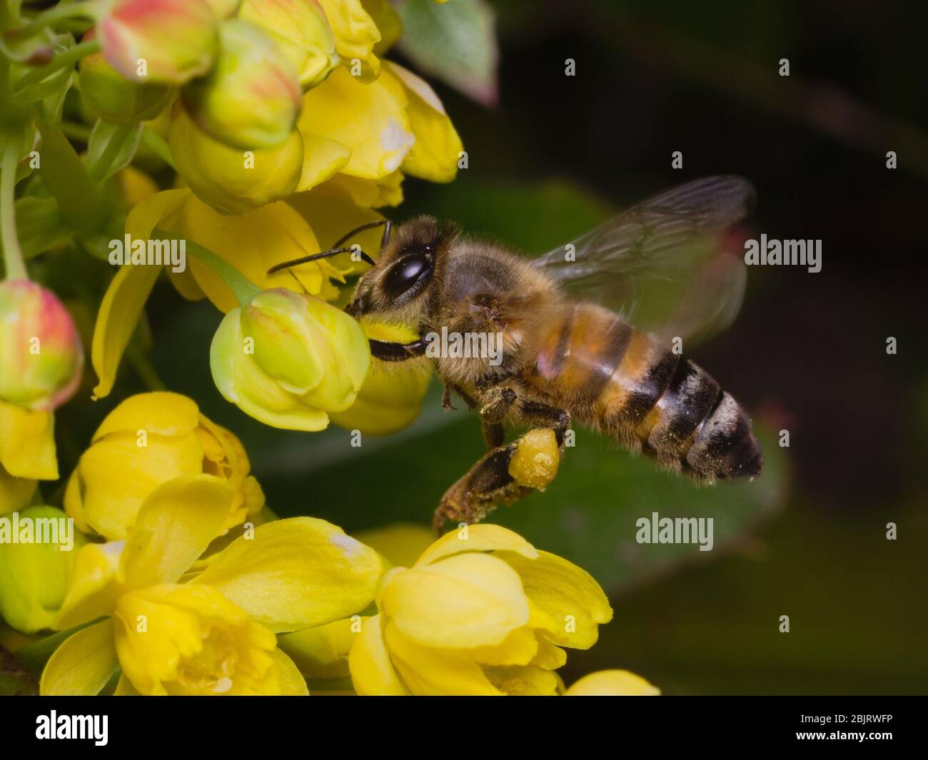 Foraging bee flying in front of a yellow flower looking for pollen Stock Photo