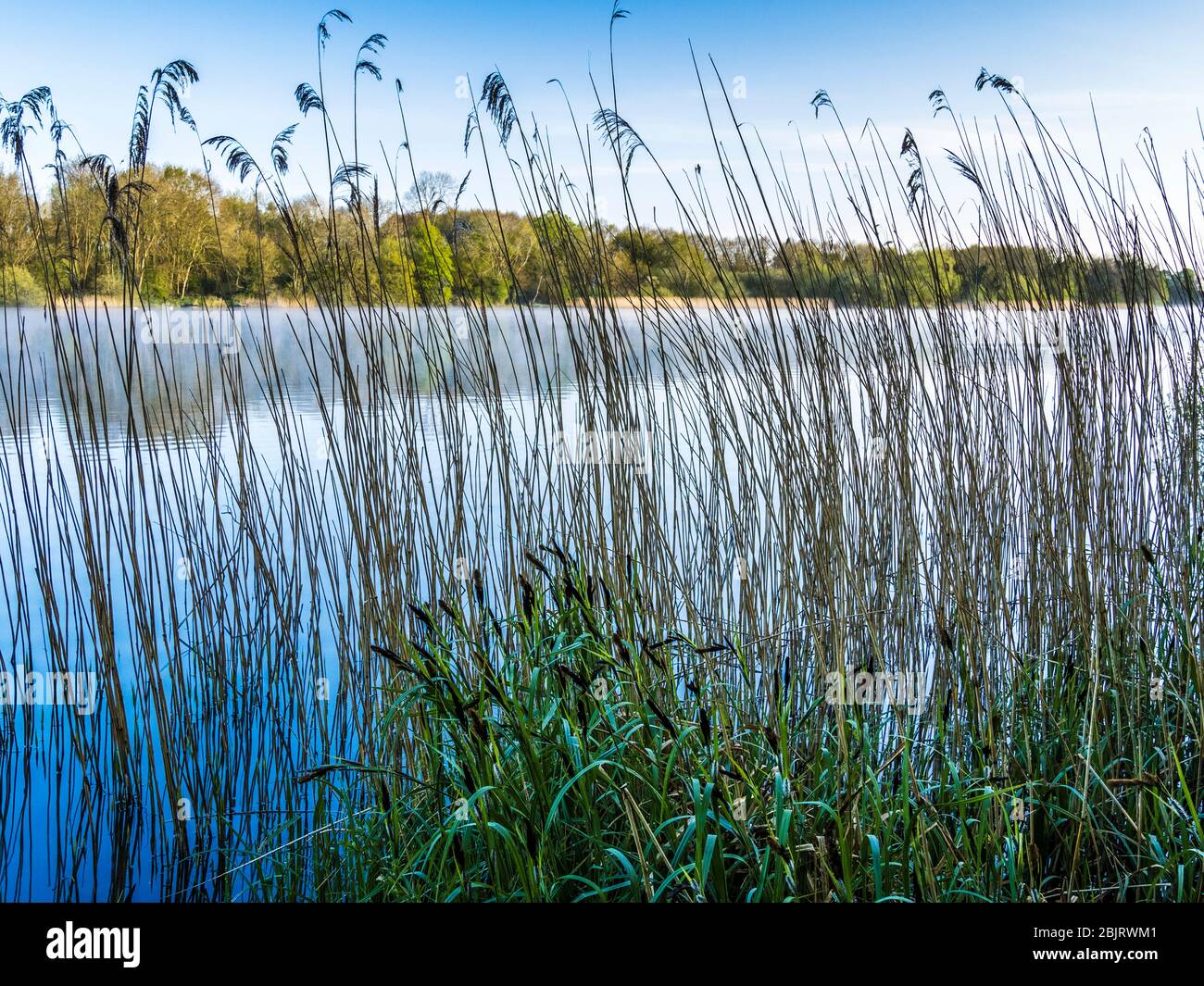Looking through reeds at the edge of a local nature reserve in Wiltshire. Stock Photo