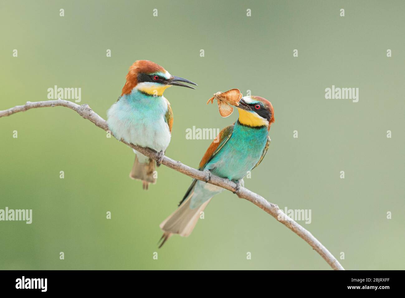 A European bee-eater (Merops apiaster) courting a female by passing her an insect, Bulgaria Stock Photo