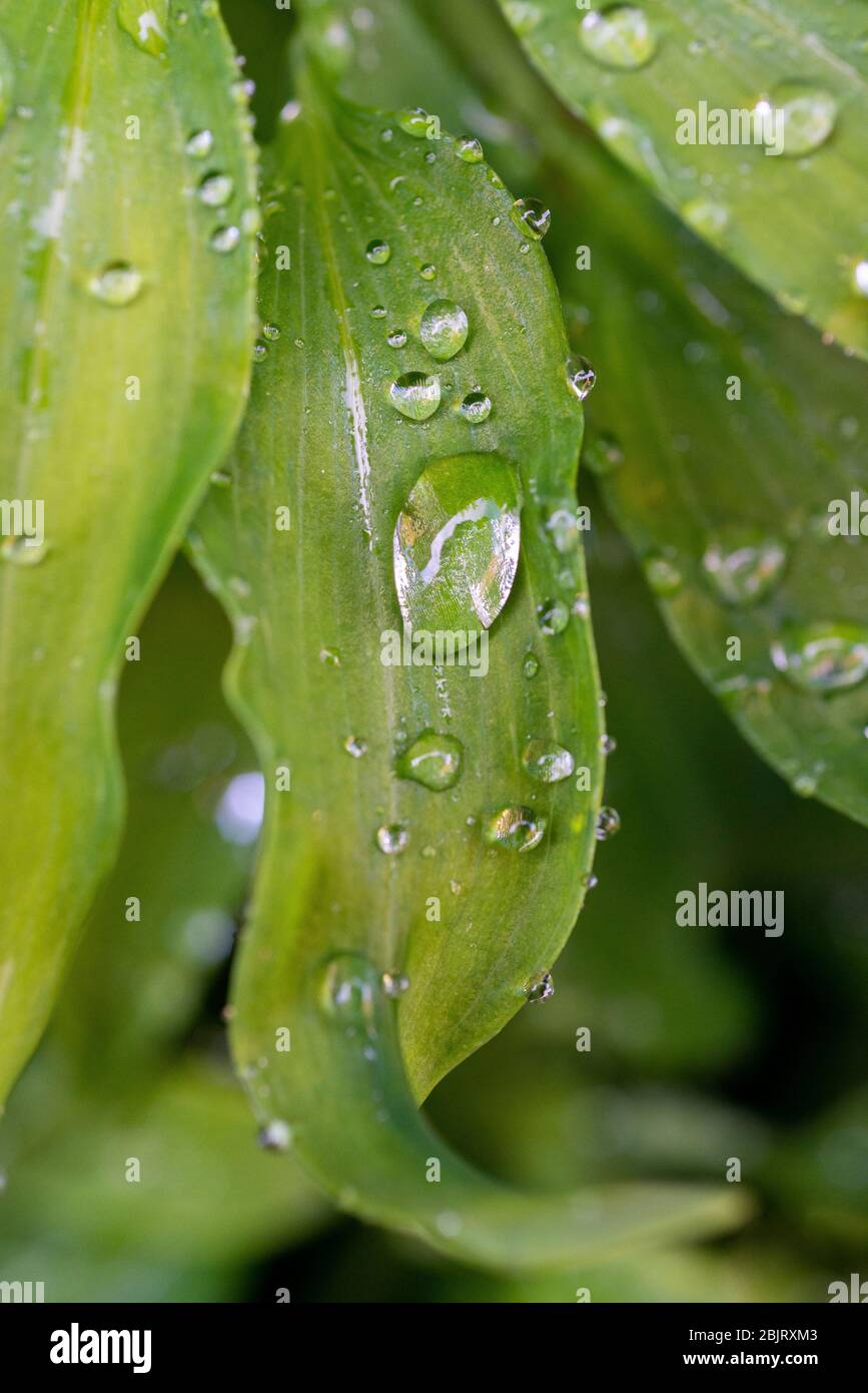 Raindrops on a waxy green leaf Stock Photo