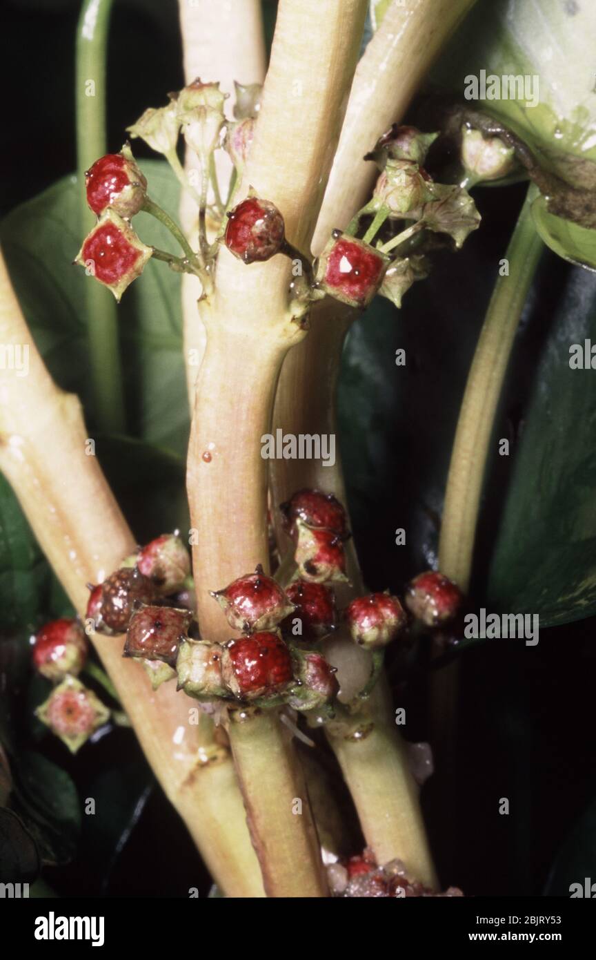 Fruits of Dwarf copperleaf or Joyweed (Alternanthera sessilis) Stock Photo