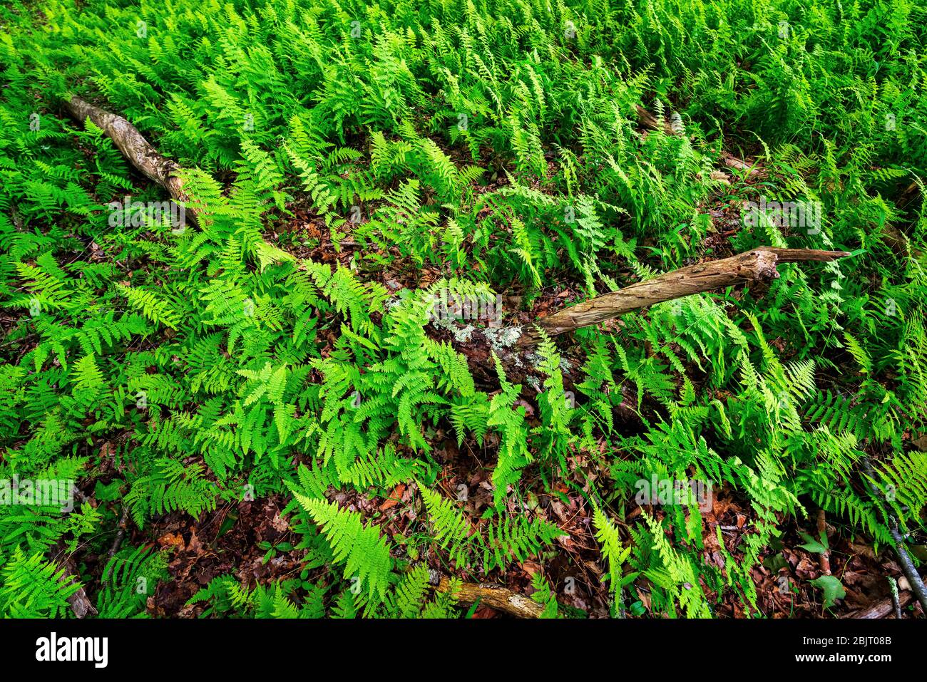 Lush green carpets of fern cover the forest floor near the Blackwater River in Canaan Valley of West Virginia. Stock Photo