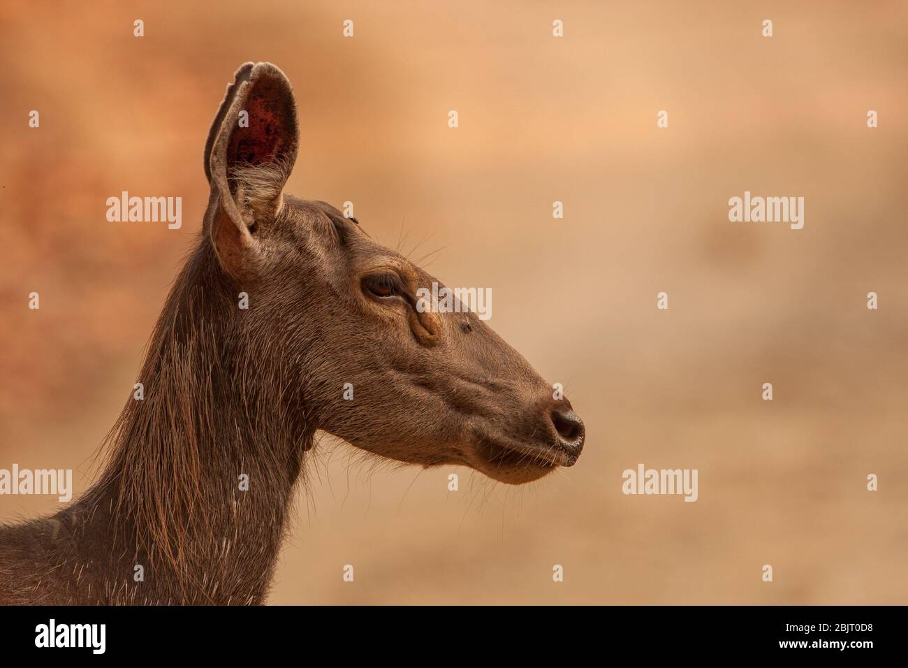 Closeup portrait of a Sambar Deer - photographed in Corbett National Park (India) Stock Photo