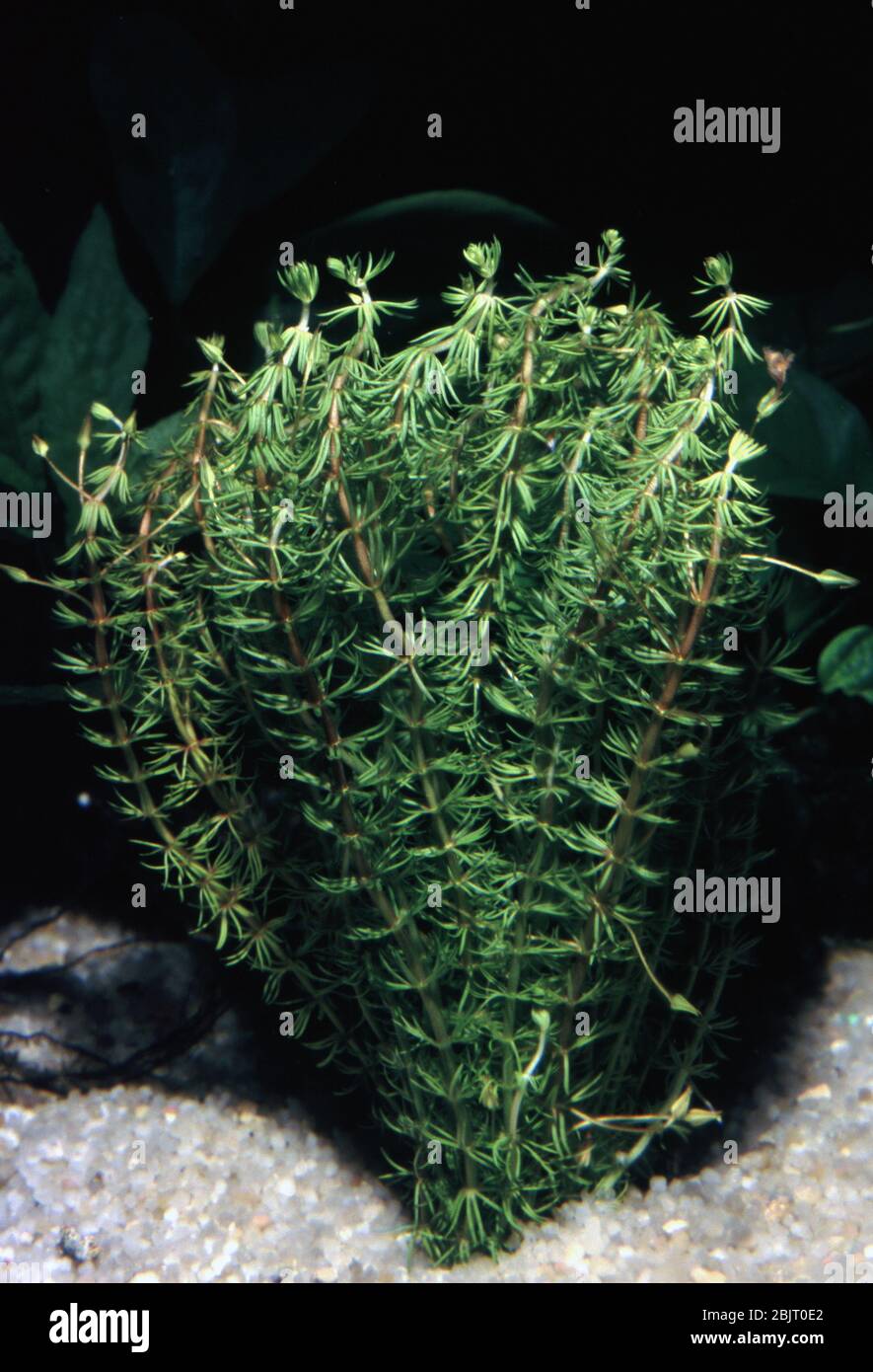 Figwort, Bacopa myriophylloides Stock Photo
