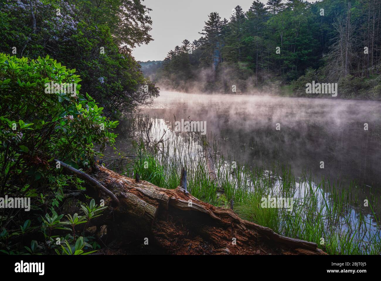 An early foggy morning at the edge of the mountain lake of Seneca State Forest in West Virginia. Stock Photo