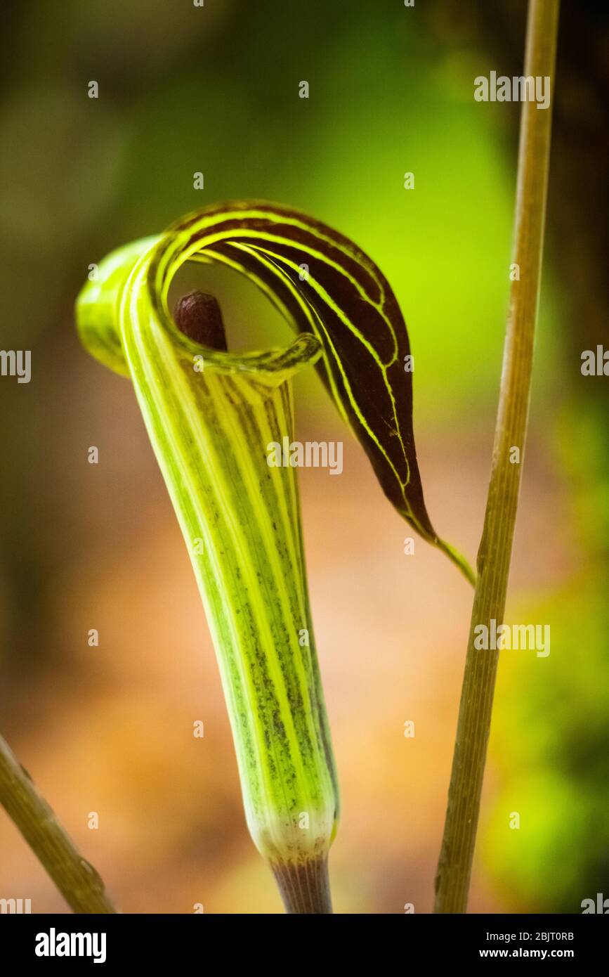 A single Jack in the pulpit flower close up shot in Babcock State Park of West Virginia. Stock Photo
