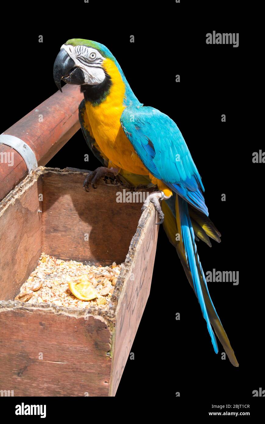 A blue macaw bird perching on a box with black background Stock Photo