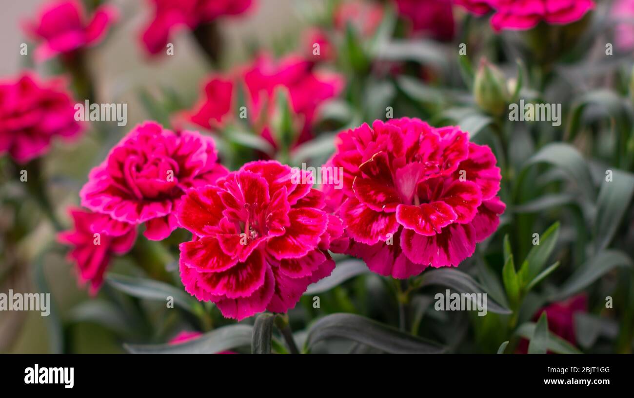 Dianthus plants hi-res stock photography and images - Alamy