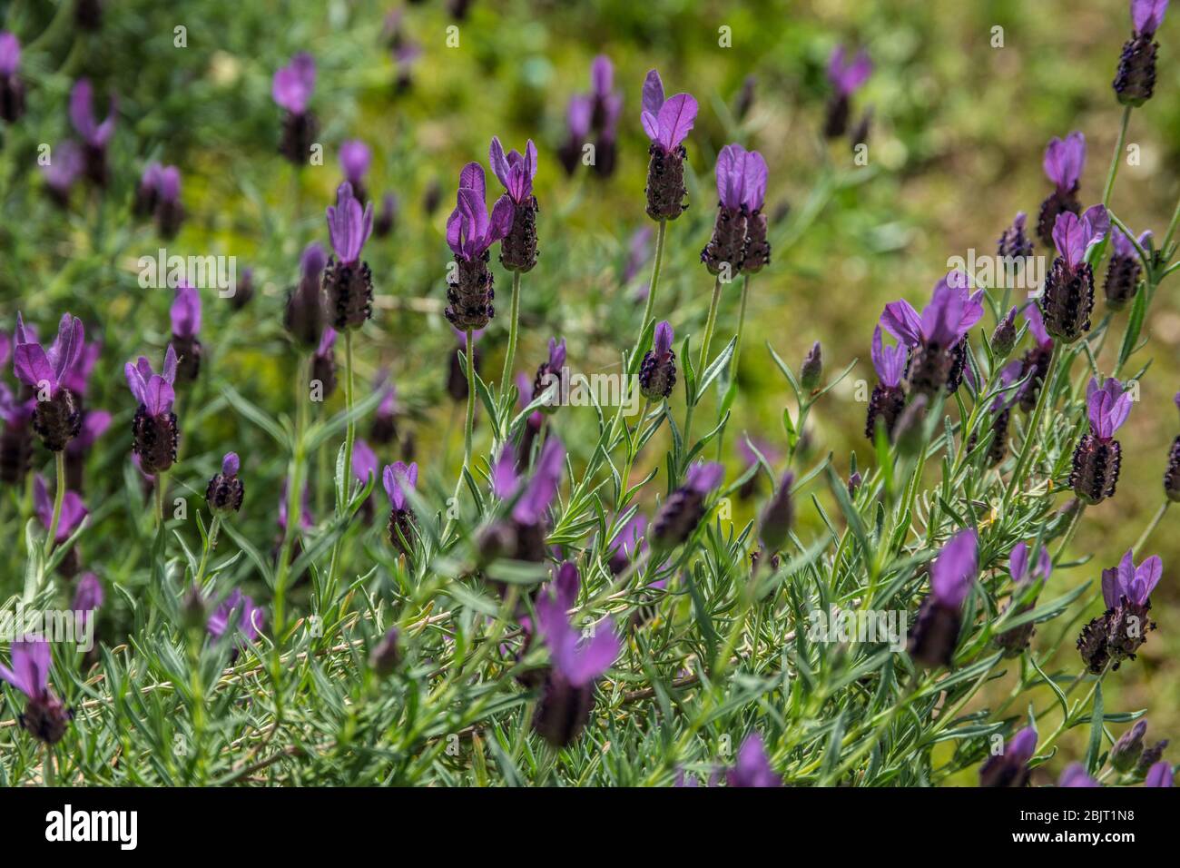 Selective focus on the vibrant purple flowers of a grouping of Spanish lavender plants in full bloom on a sunny day in late spring Stock Photo
