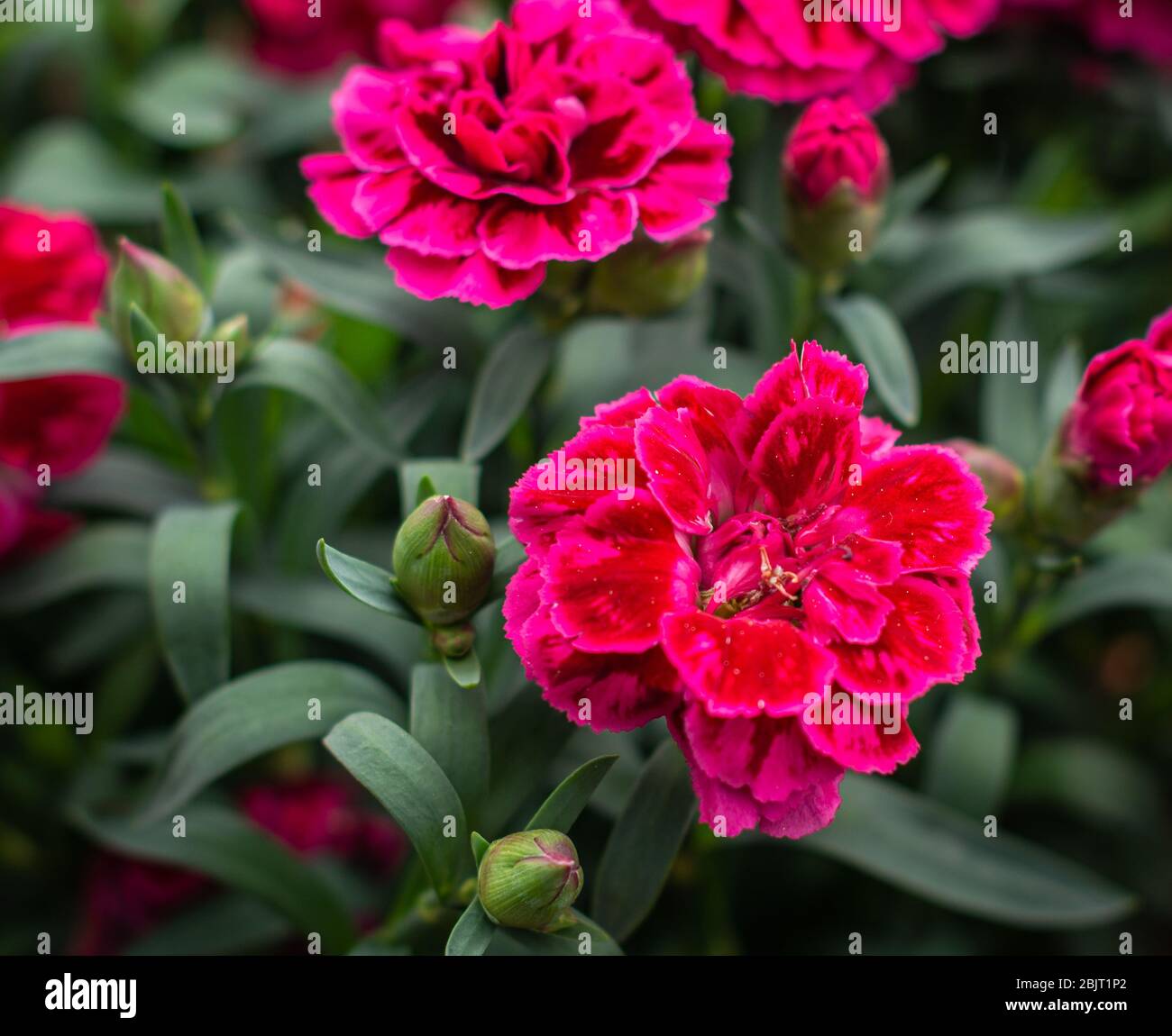 Dianthus 'Burgundy Blush'. Carnation Flower. Stock Photo