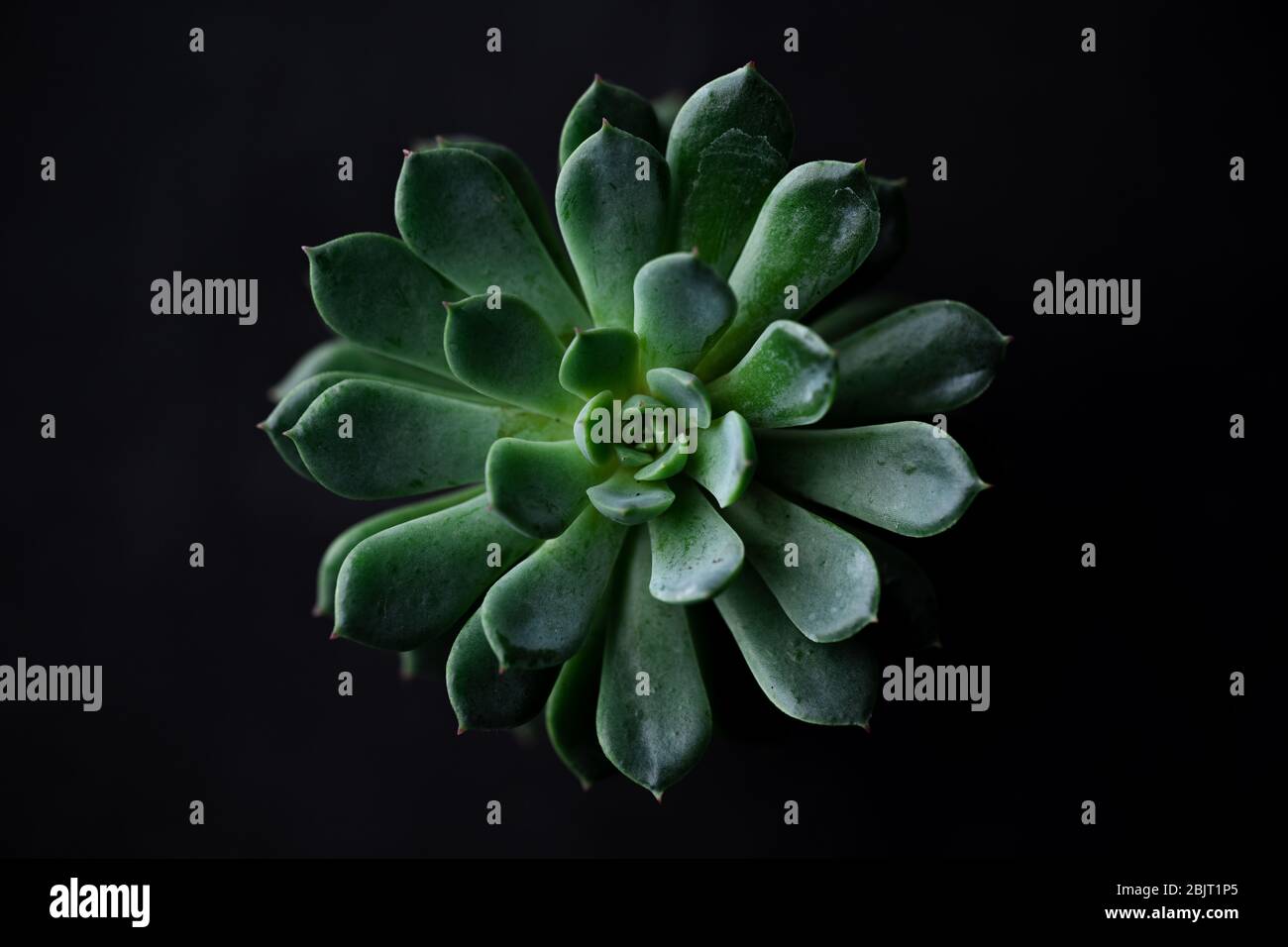 Close-Up Of Dark green leaves black background Stock Photo - Alamy