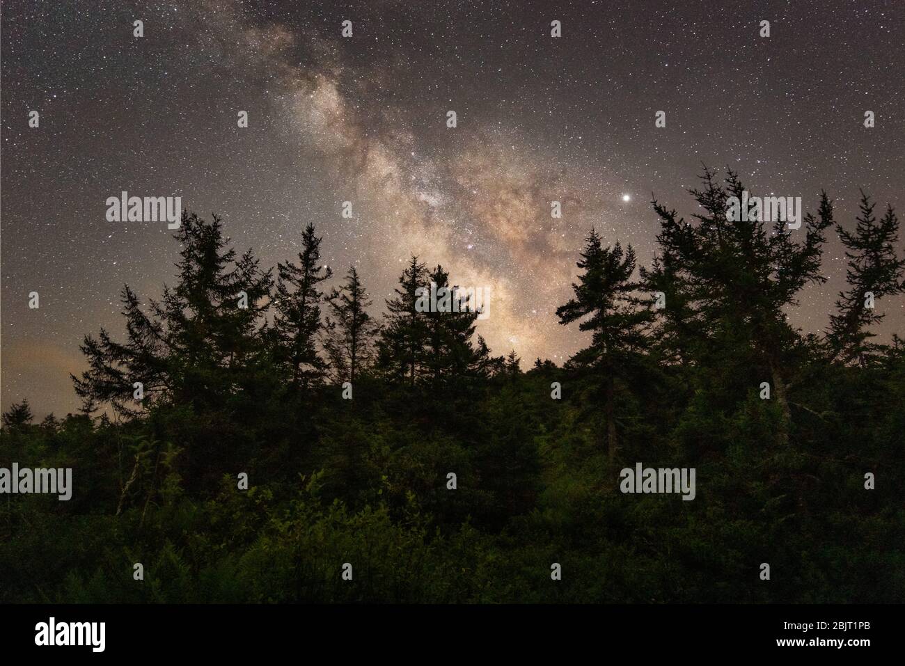 The Milky Way makes it's presence known above the dark and towering pines among the primeval lush vegetation of the Cranberry Glades Stock Photo