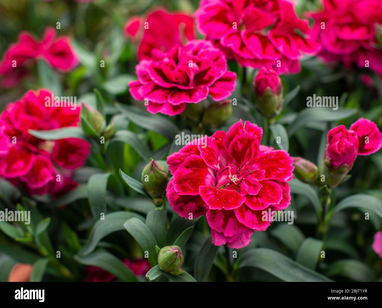 Dianthus 'Burgundy Blush'. Carnation Flower. Stock Photo