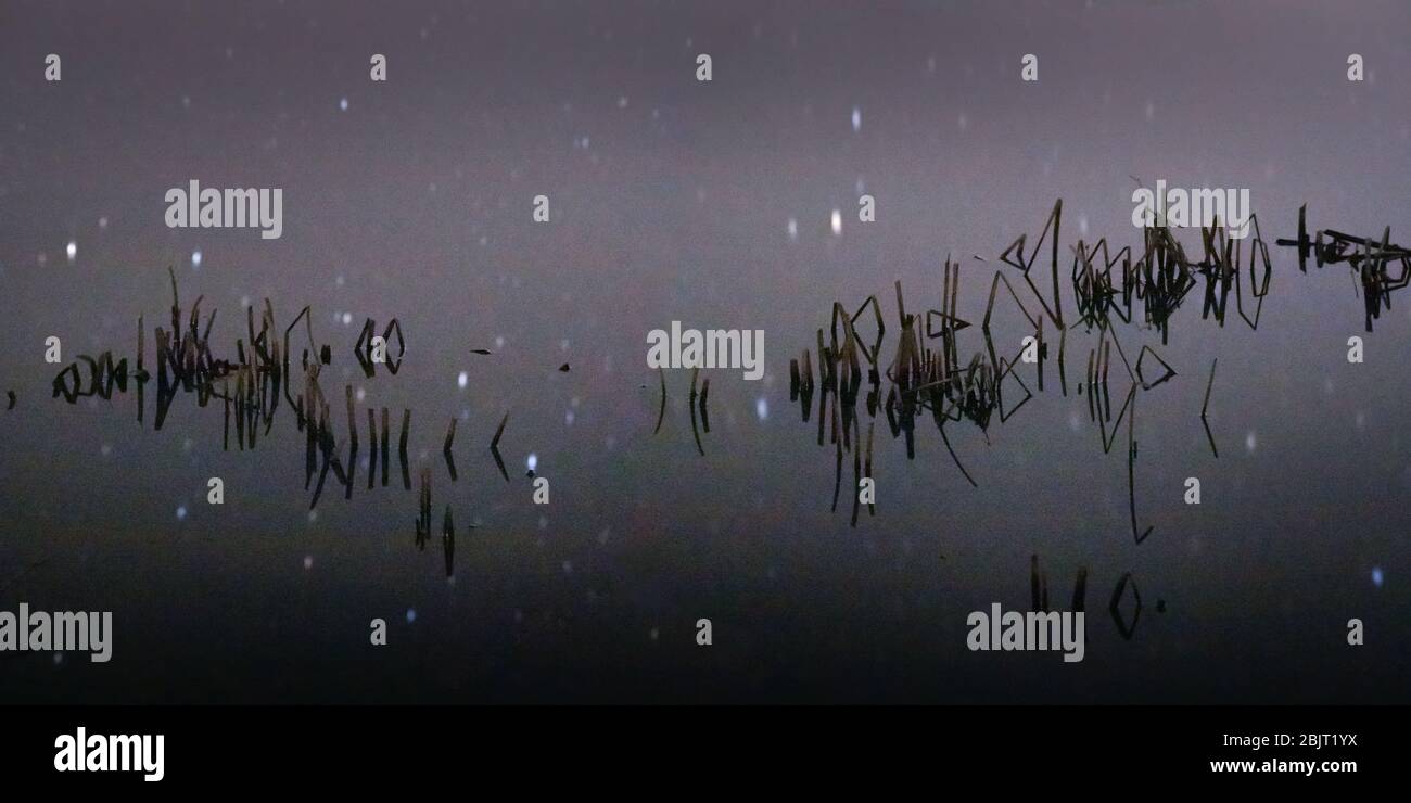 The stars can be seen reflected on the glassy surface of a pond with dark reeds protruding that looks like writing against the dark water. Stock Photo