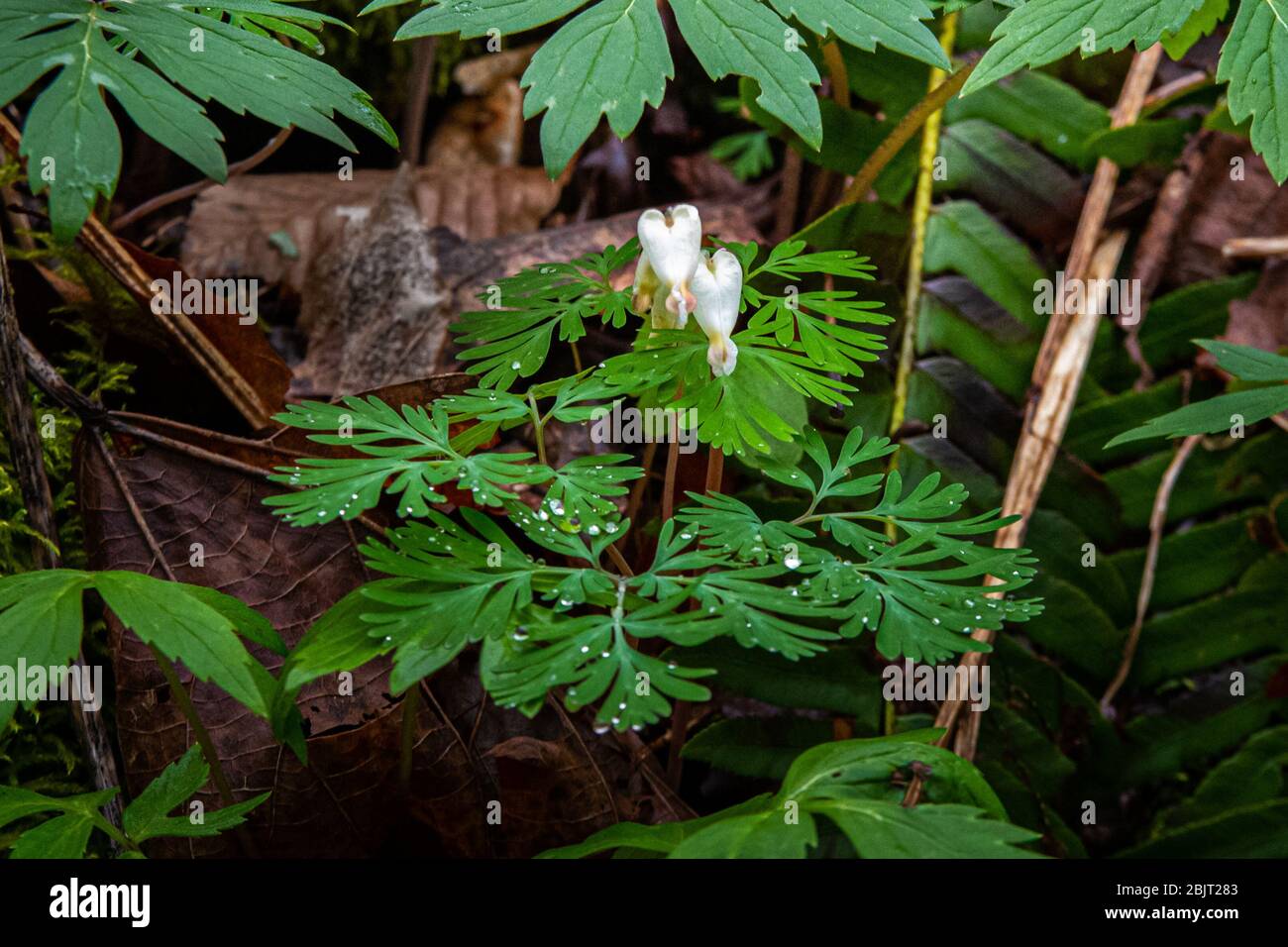 The wildflower squirrel corn, blooms in early Spring surrounded by dew laden green leaves. Stock Photo