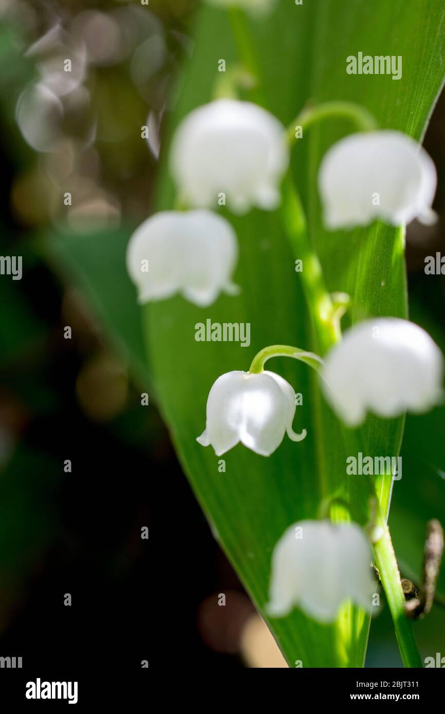 Lily of the valley garden hi-res stock photography and images - Alamy