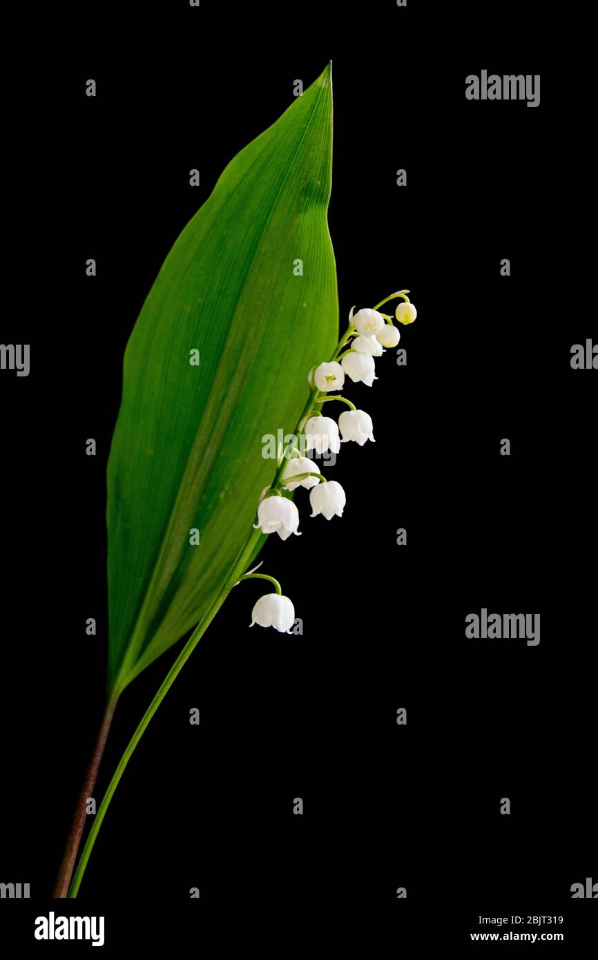Lily of the valley garden hi-res stock photography and images - Alamy