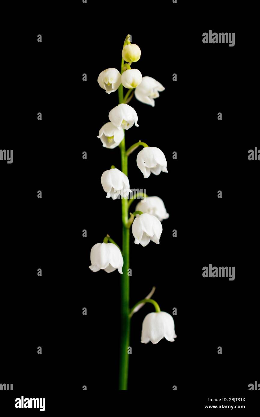 Lily of the valley garden hi-res stock photography and images - Alamy