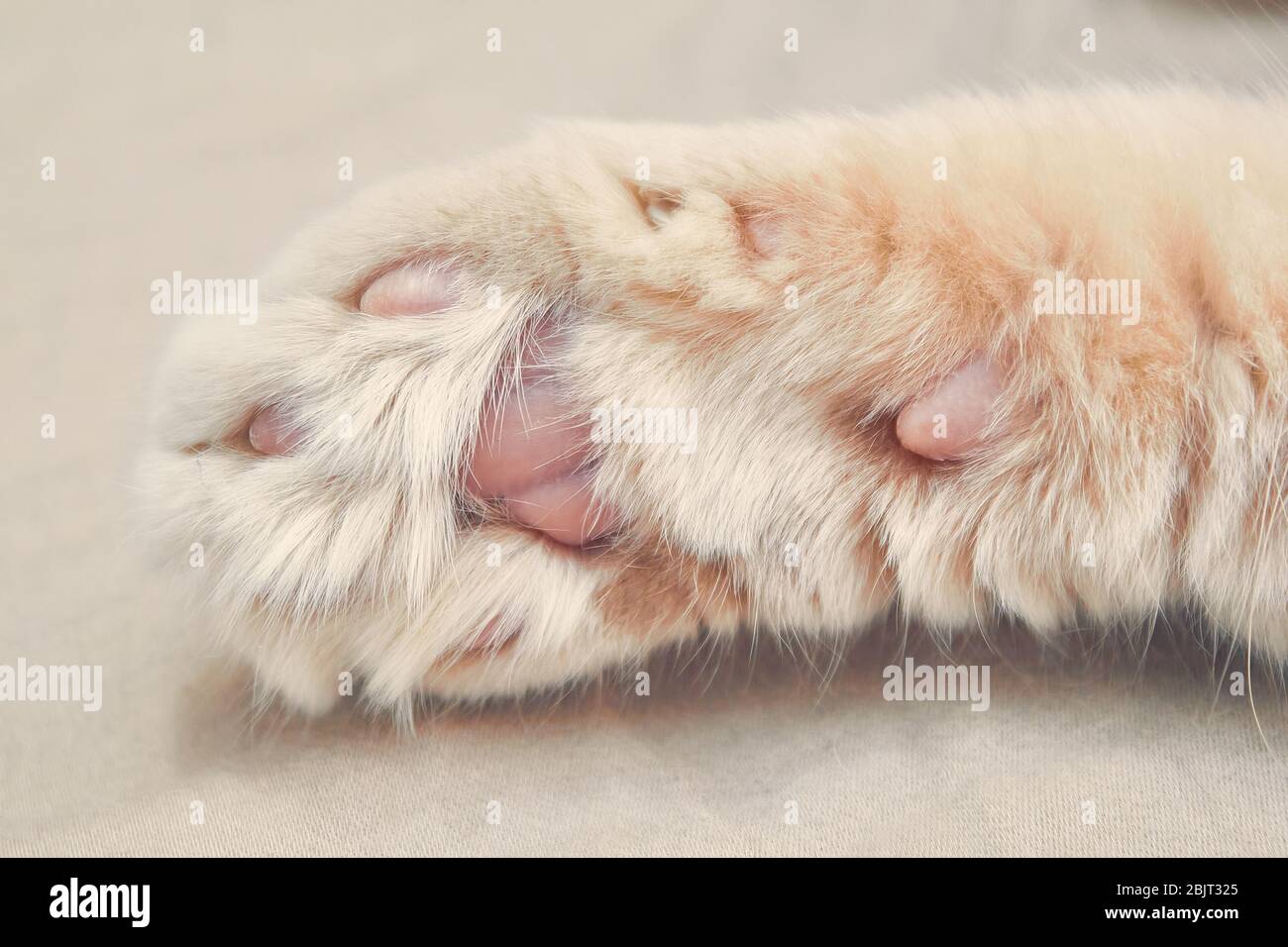 Ginger cat in front with pink paws. close up Stock Photo