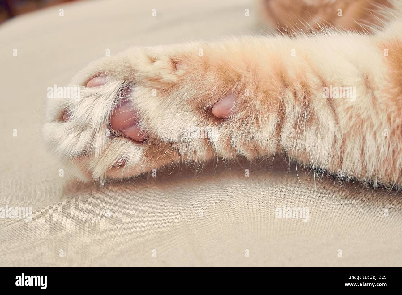 Ginger cat in front with pink paws. close up Stock Photo