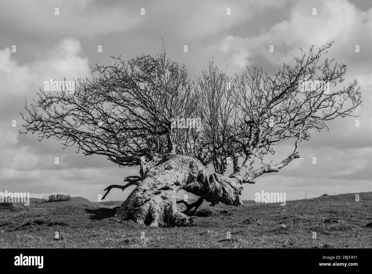 The Fallen Rowan Tree Stock Photo