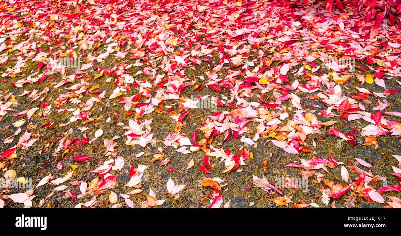 beautiful autumn like leaves lie on the ground Stock Photo