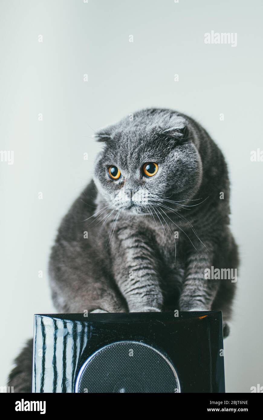 Scottish fold gray cat with orange eyes sits on acustic loudspeaker alone and bored. Stay at home coronavirus quarantine concept Stock Photo
