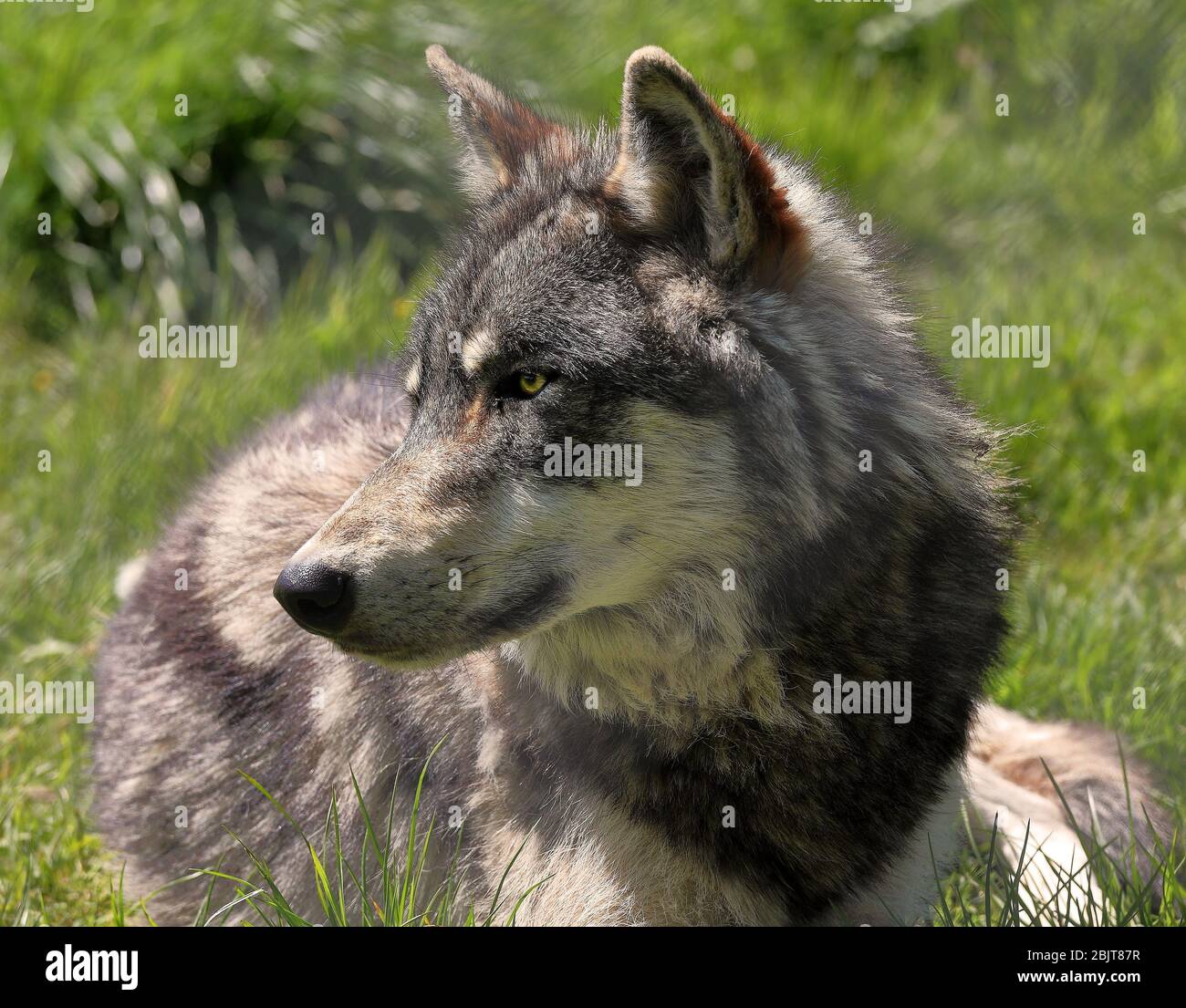 Timber wolf canis lupus in field hi-res stock photography and images ...