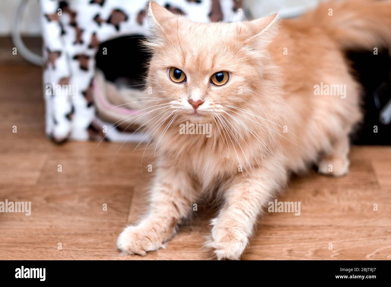frightened red cat looks bulging eyes standing on its hind legs Stock Photo