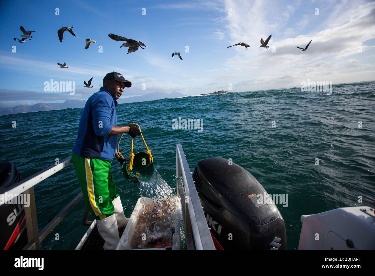 Fisherman preparing Chum for Cage Diving, with great white sharks, south Africa Stock Photo