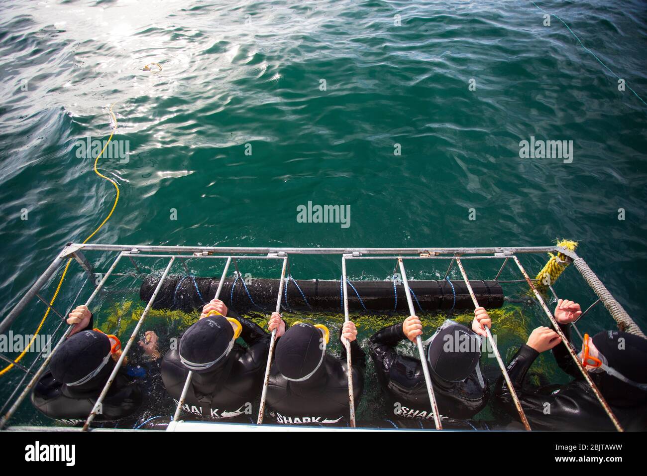 White Knuckle ride, tourists cage Diving, with great white sharks, south Africa Stock Photo