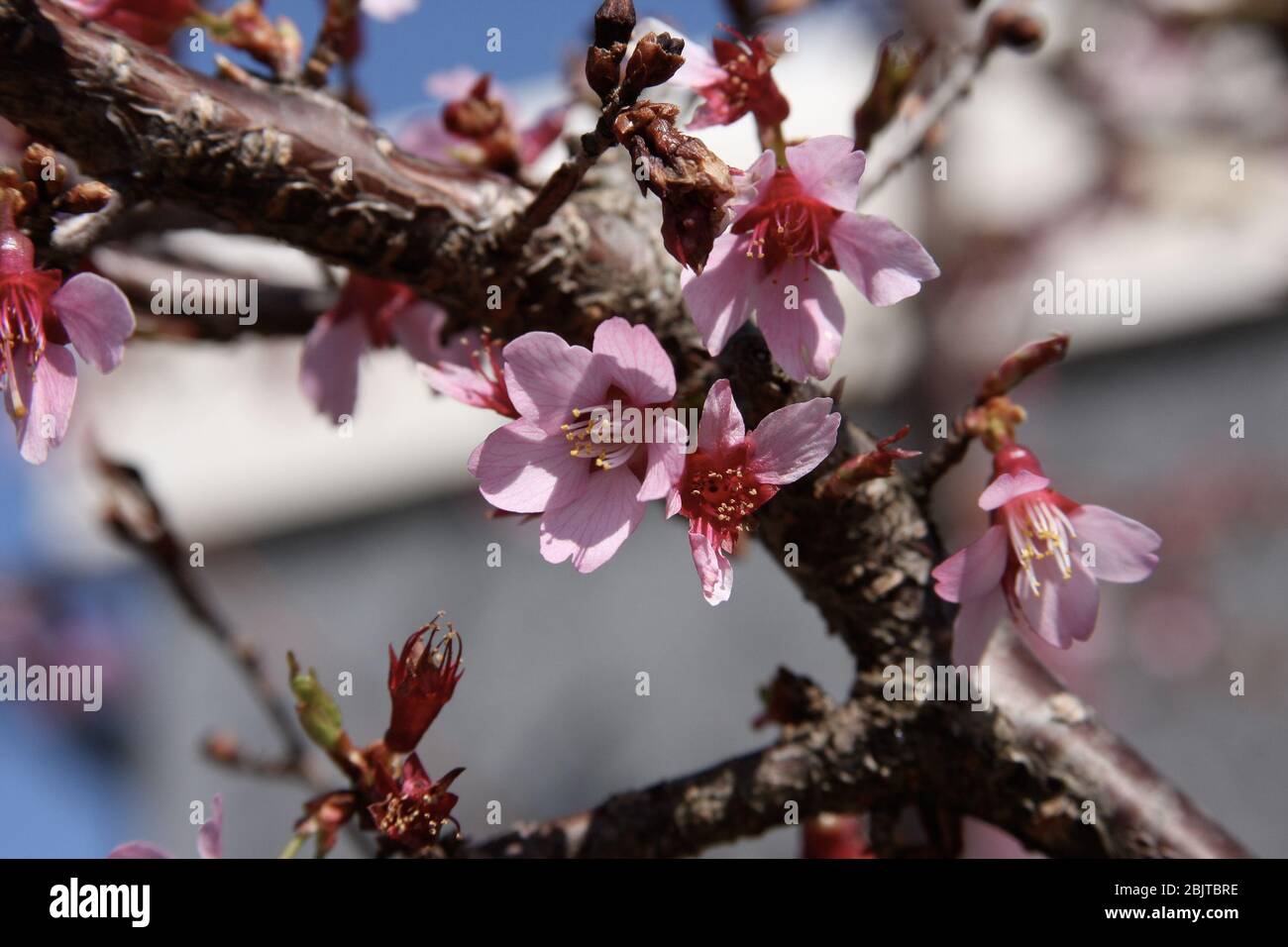 Pink cherry blossoms grow on the branch of a tree in early spring Stock ...