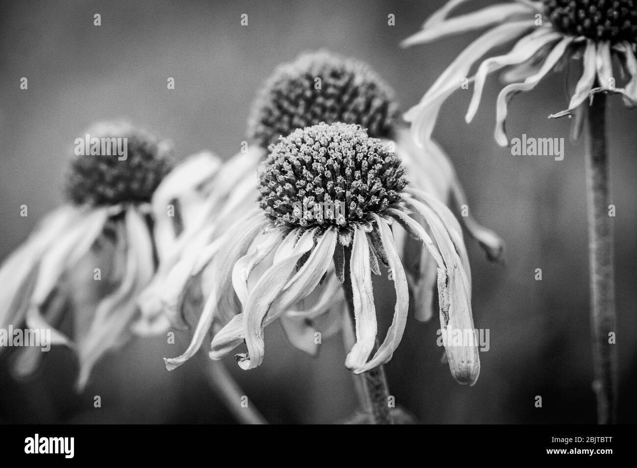 Black and white image of sunflowers growing in northern Arizona. Stock Photo