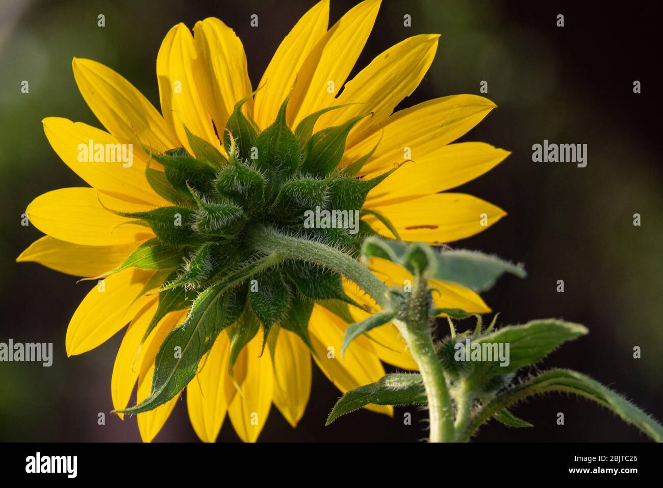 The underside of a sunflower Stock Photo - Alamy