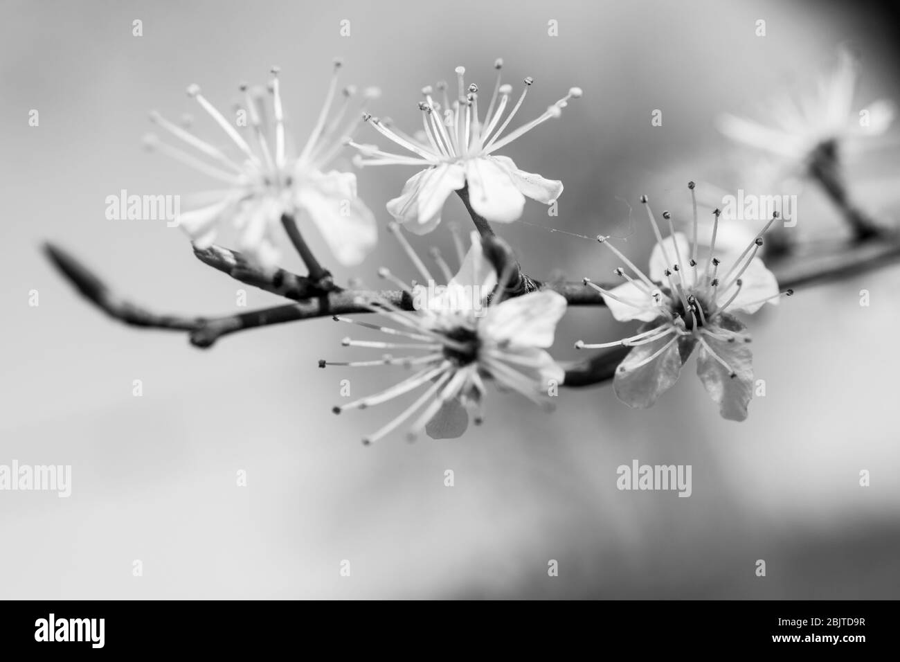 Flowers closeup garden blossom Black and White Stock Photos & Images ...