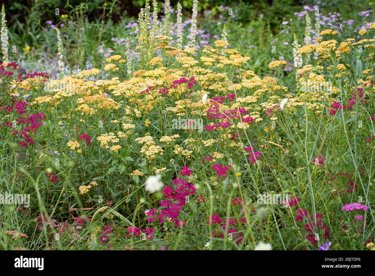 Several colors of yarrow growing in a field at the Flagstaff Arboretum in Northern Arizona. Stock Photo